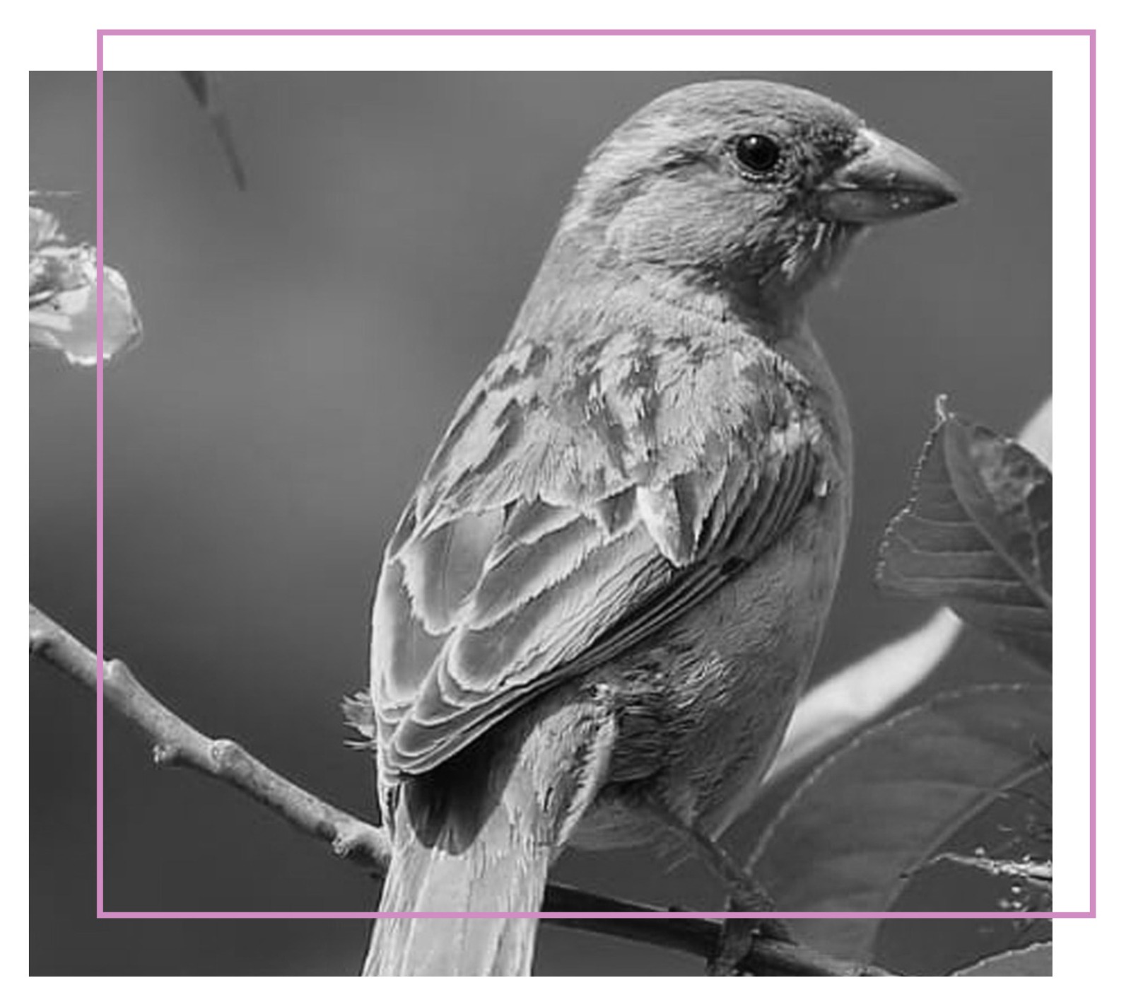 Formación en Biodescodificación